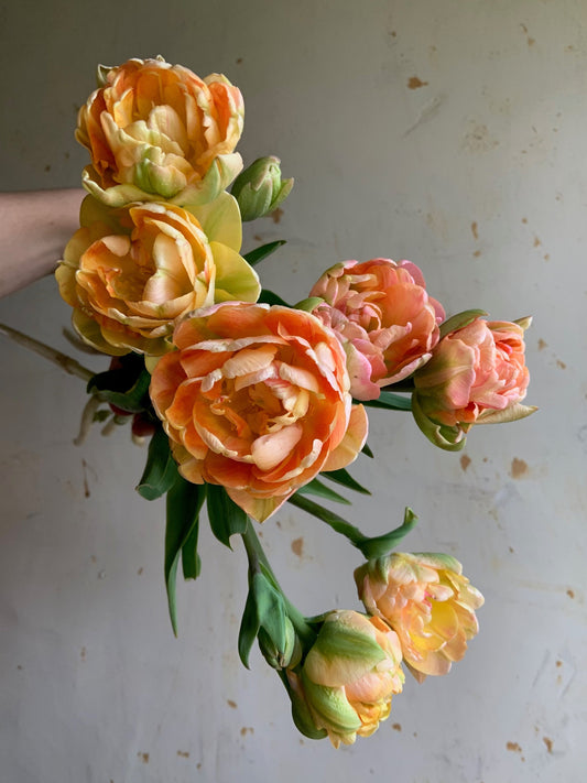 Tulip 'Charming Beauty'
