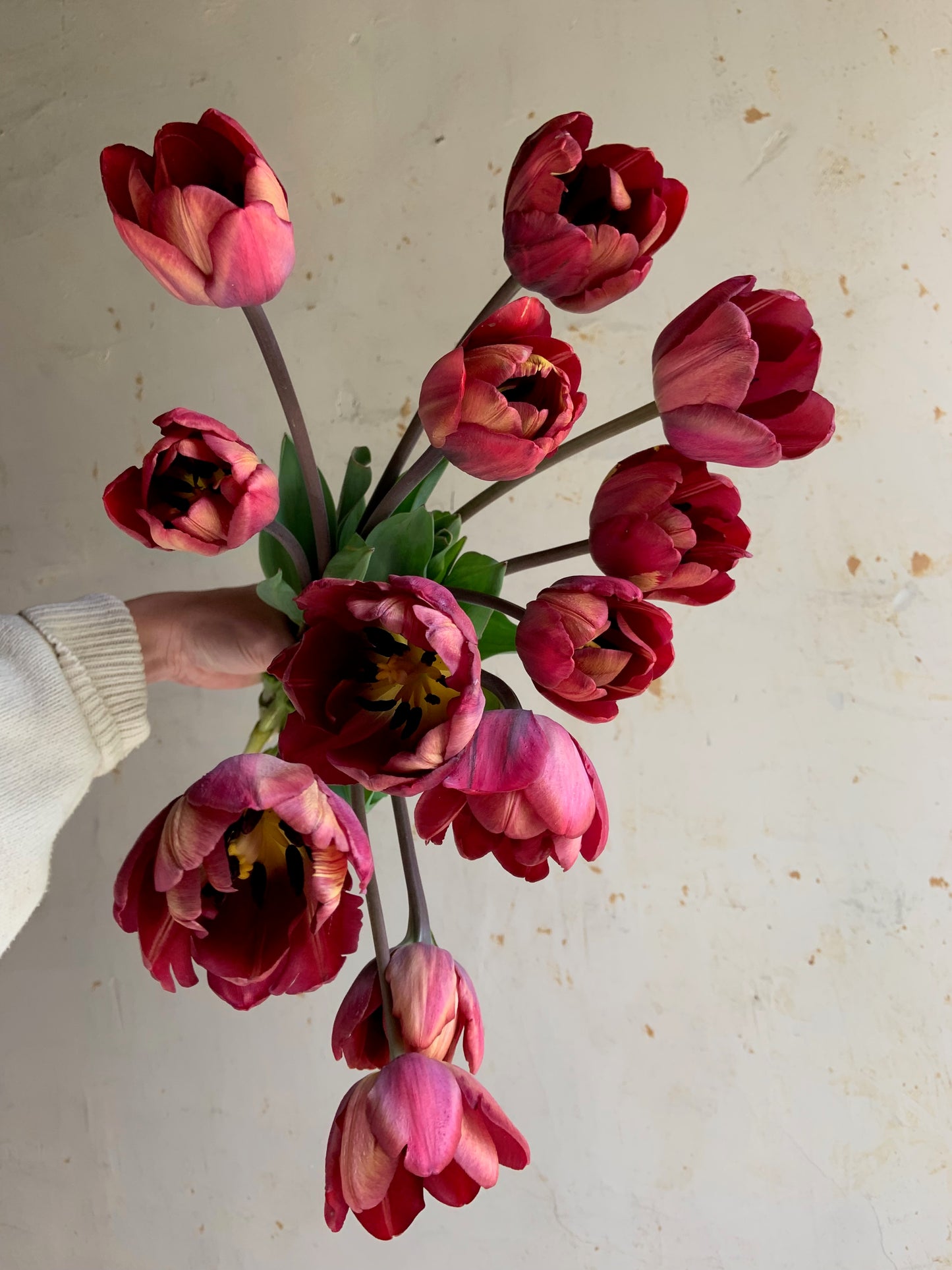 Tulip 'Ridgedale'