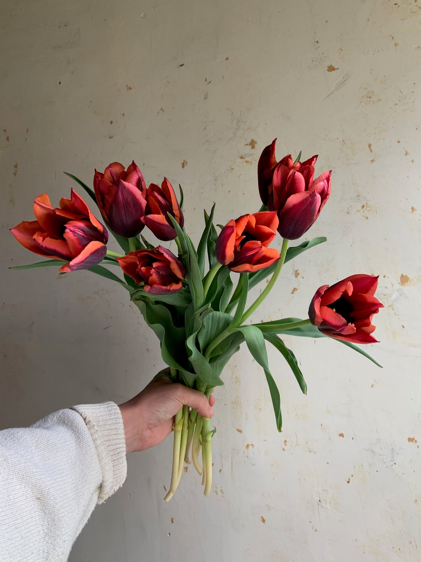 Tulip 'Slawa’