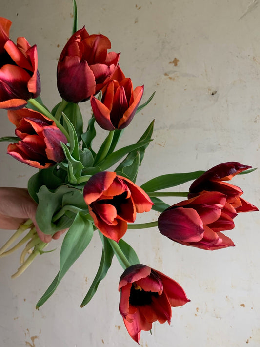 Tulip 'Slawa’