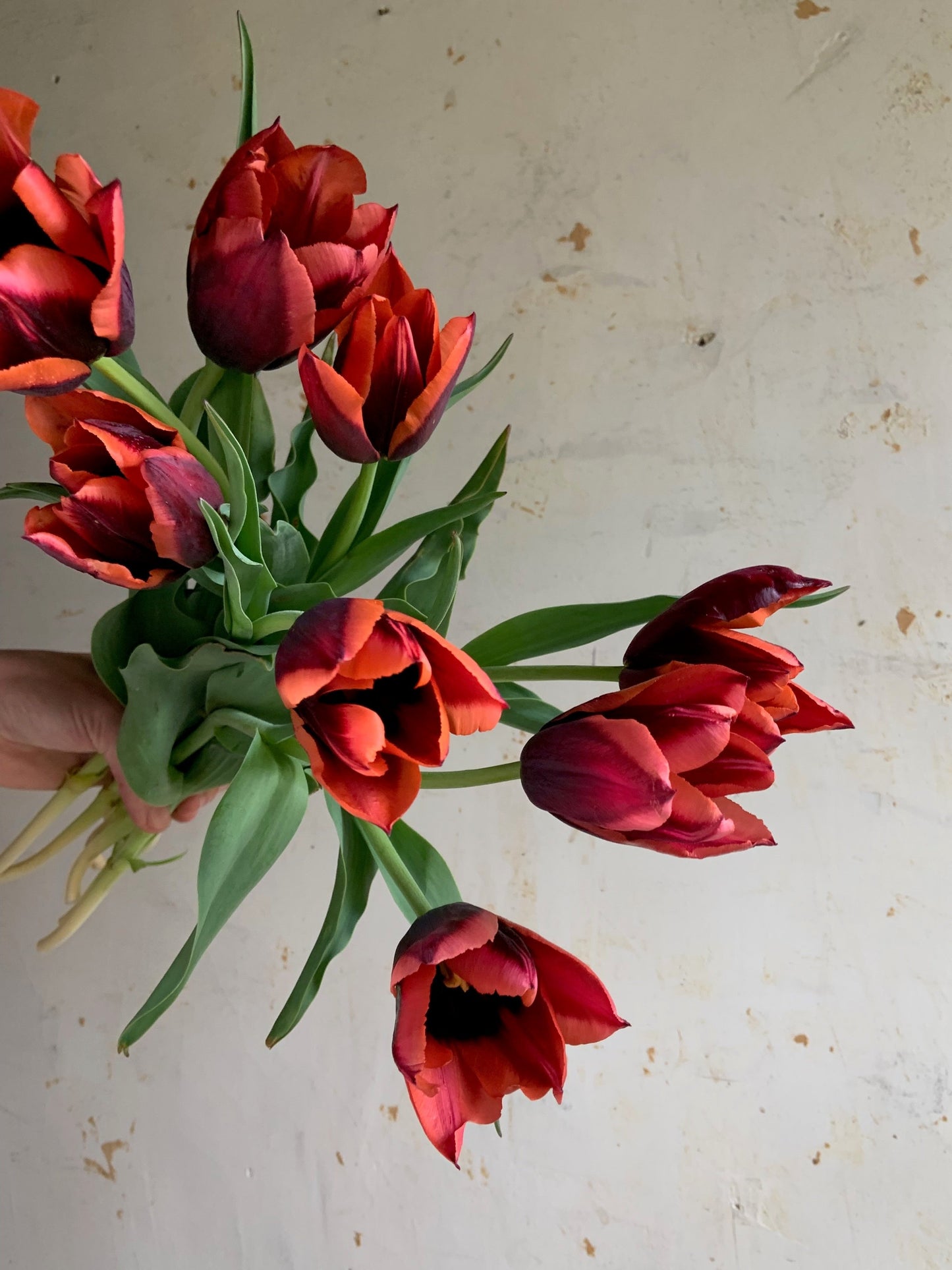 Tulip Collection 'Gone Antiquing'