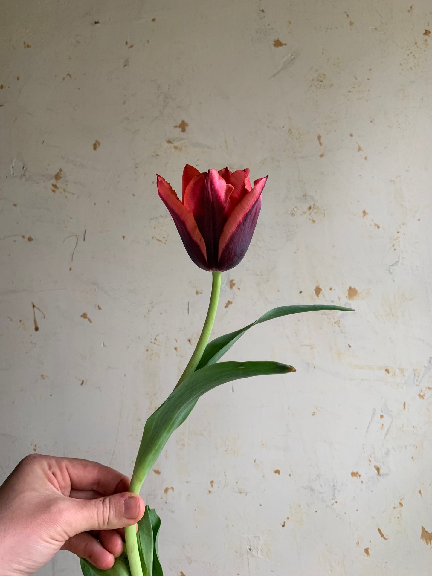 Tulip 'Slawa’