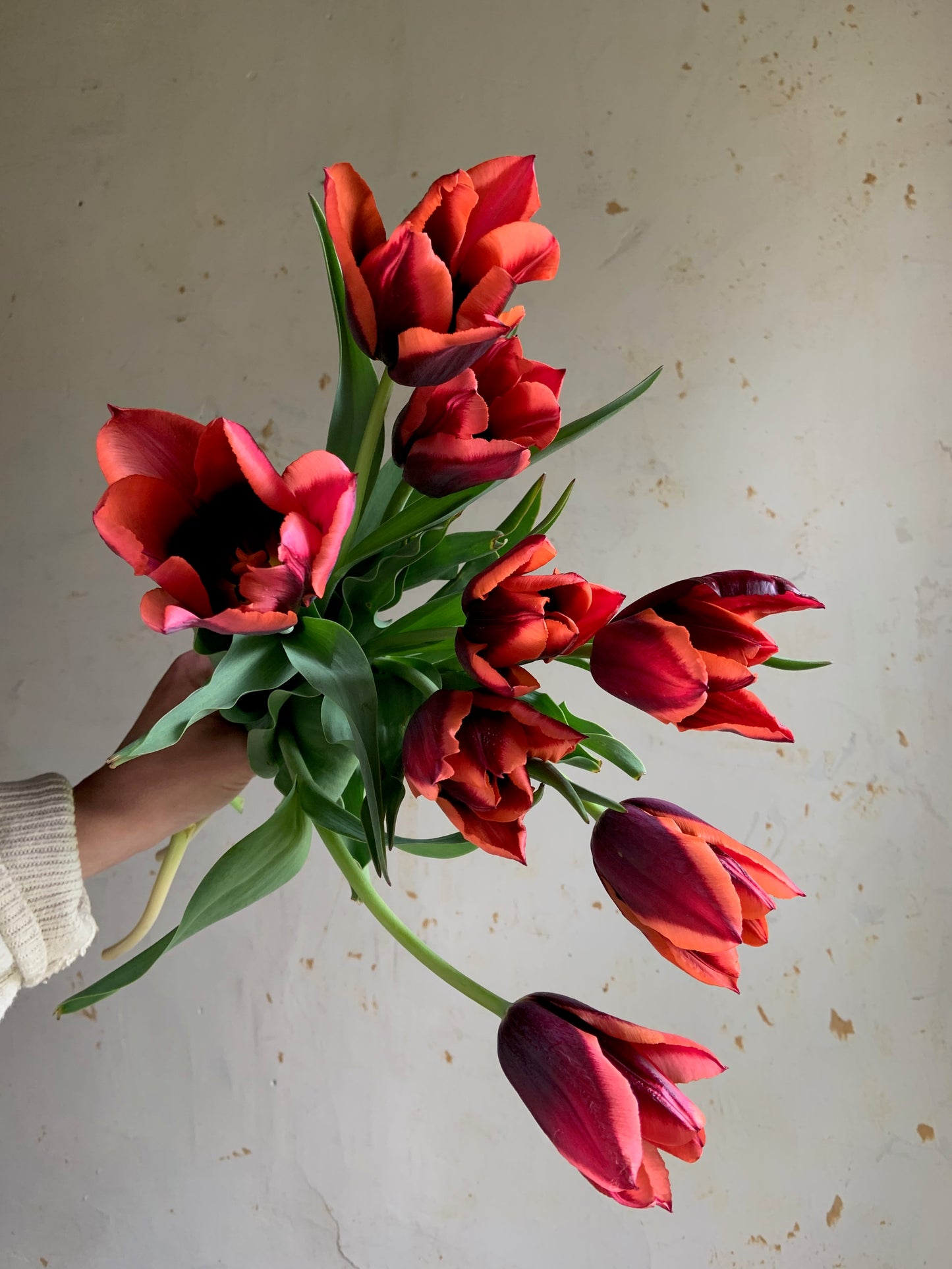 Tulip 'Slawa’