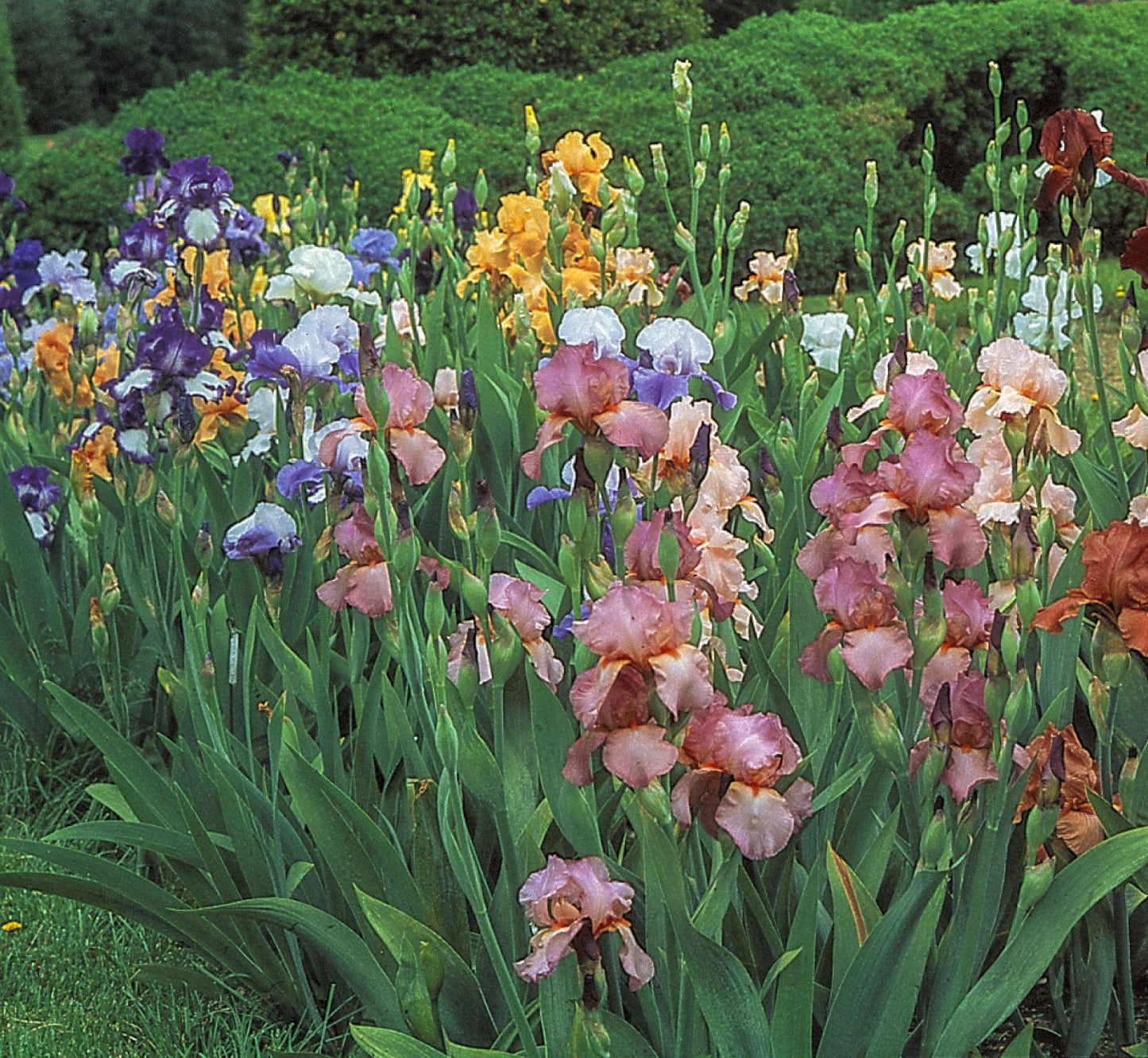 Iris Collection 'Bearded Border 2.0'
