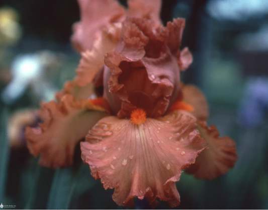 Bearded Iris 'Copper Classic'