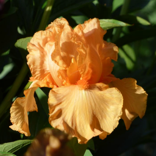 Bearded Iris 'Orange Harvest'